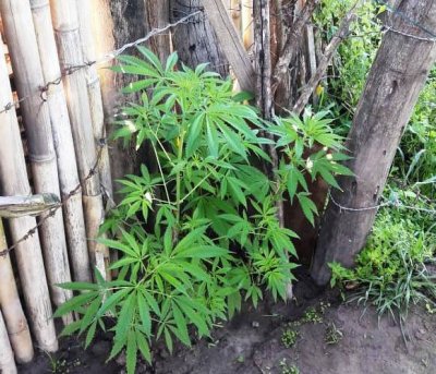 planta_de_cannabis_