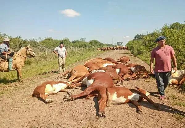 vacas electrocutadas