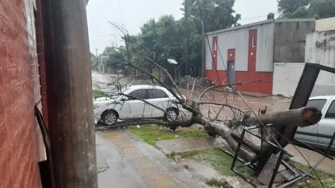 por el temporal, cayó un árbol y aplasto un auto