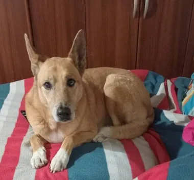 Lola, la perra de 12 años que murió atropellada en Goya