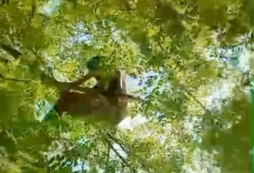 El adolescente en el árbol.