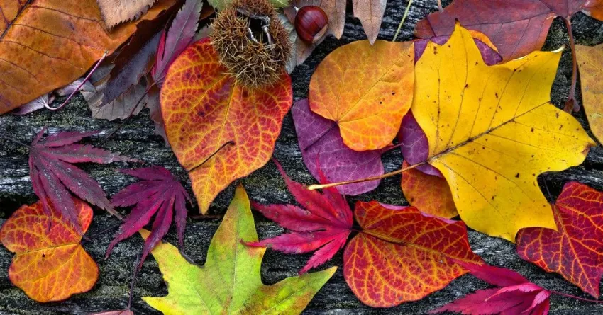 otoño