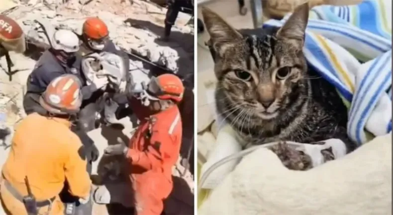 después de ocho días del derrumbe del hotel, rescataron a una gatita