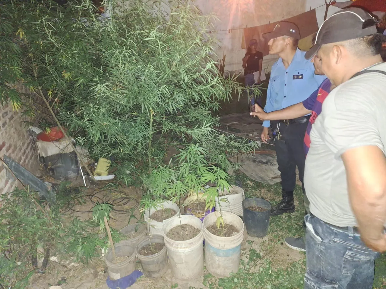 plantas de marihuana
