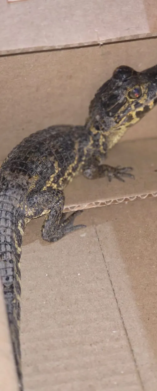 yacare en resistencia