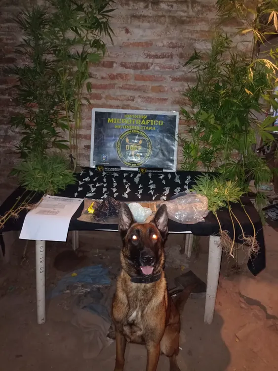 plantas