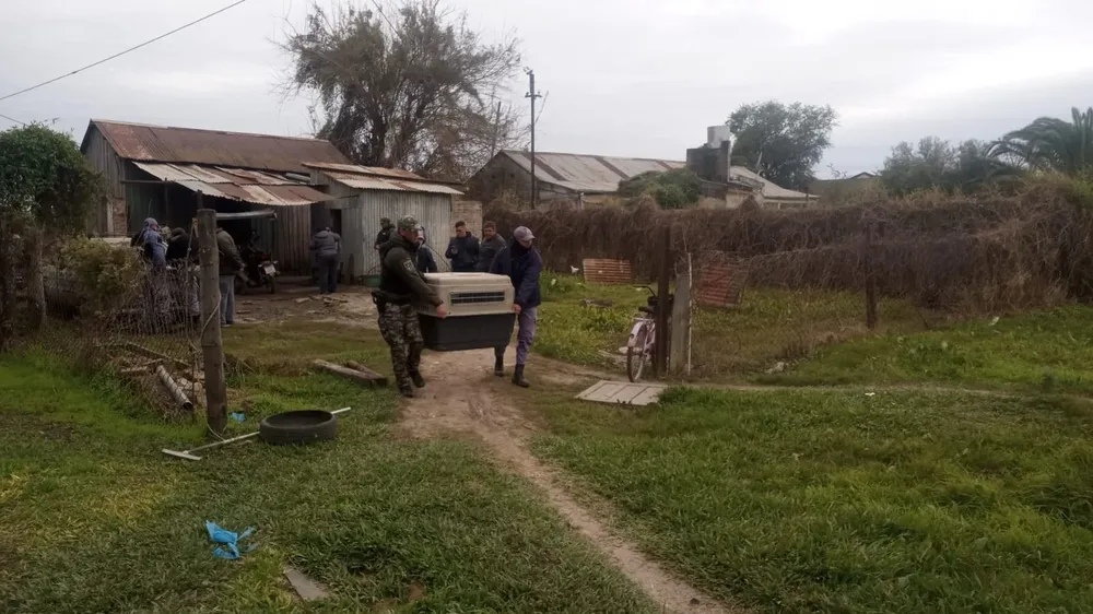 PERROS RESCATADOS