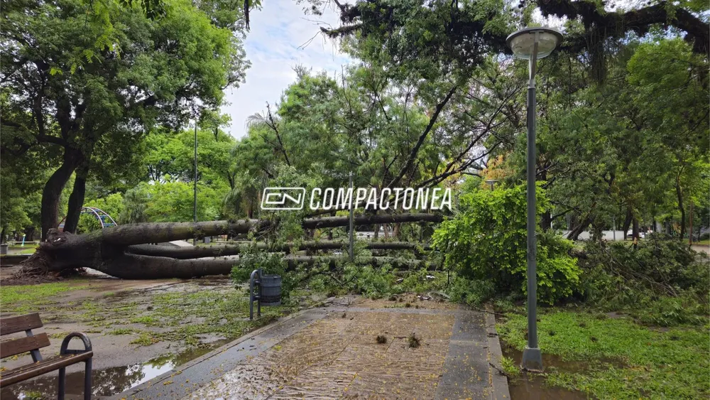 arbol caido en plaza 12 de octubre