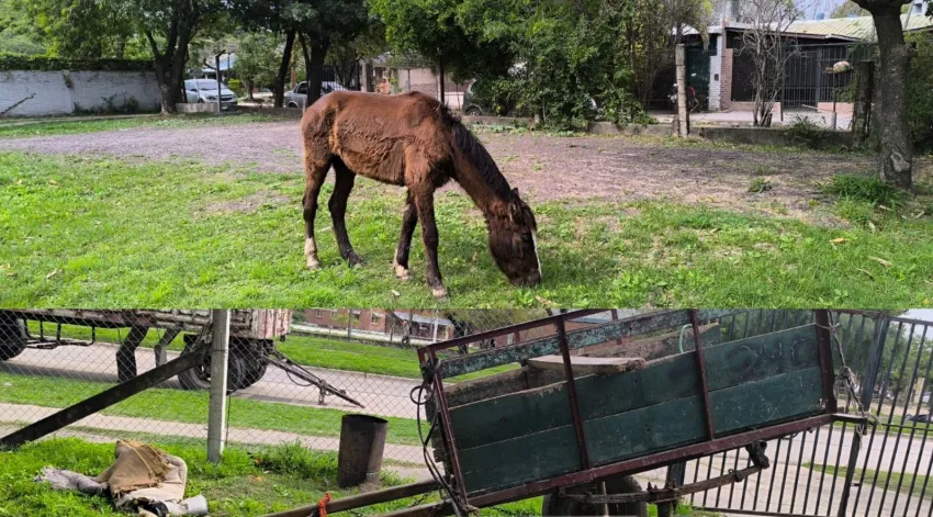 caballos resctados