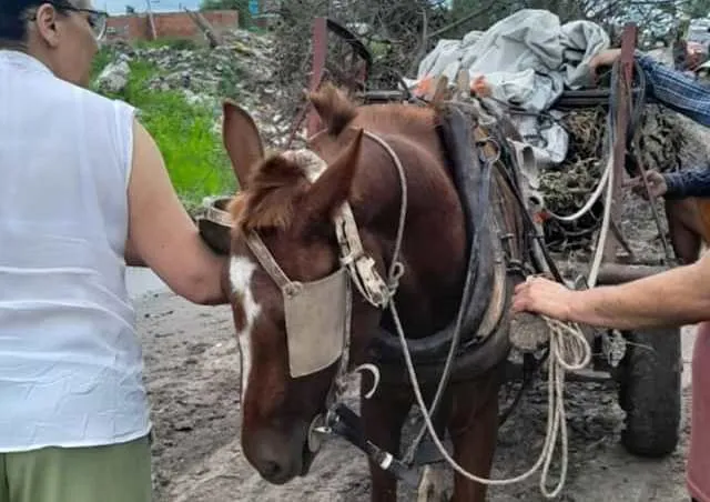 Rescataron un caballo que era utilizado para descargar basura en la vía pública