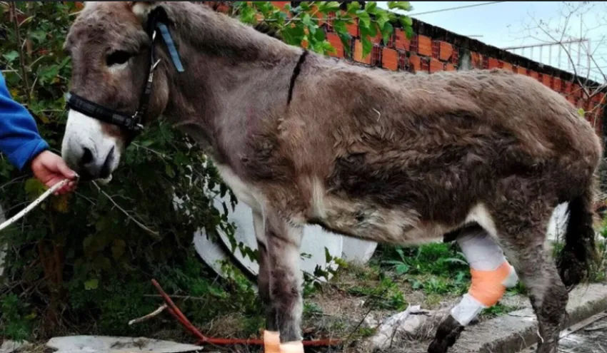 Imagen ilustrativa. 