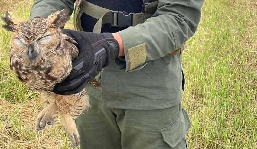 Rescataron a un búho en la Ruta Nacional 11