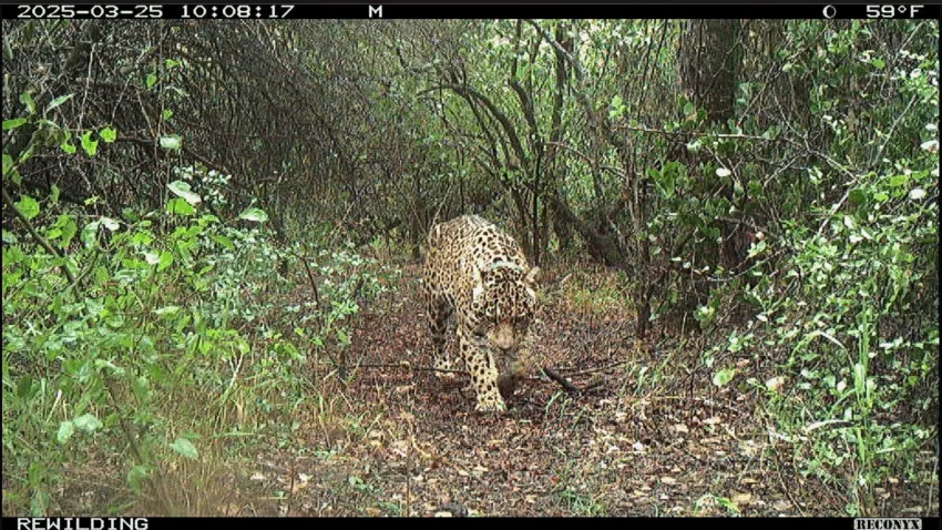 Desaparición de Acaí