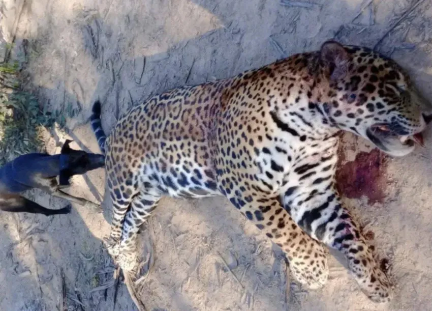 yaguarete muerto