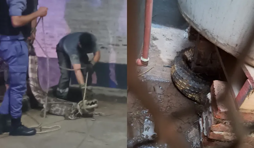 un yacaré deambulaba en una estación de servicio de Sáenz Peña