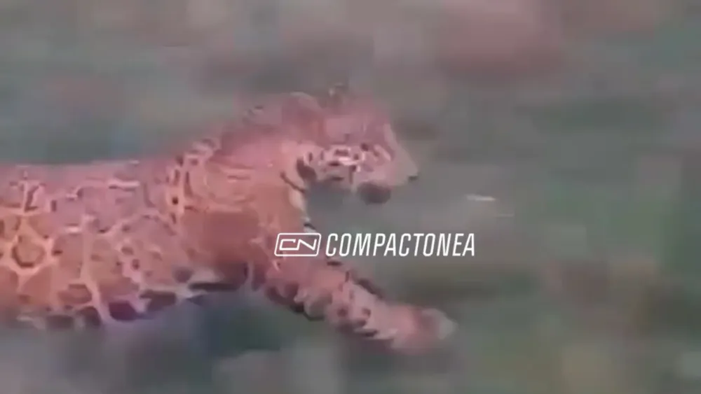 apareció un yaguareté y fue filmado por peones 