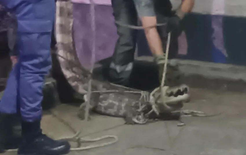 Rescatan a un yacaré que estaba en una estación de servicio