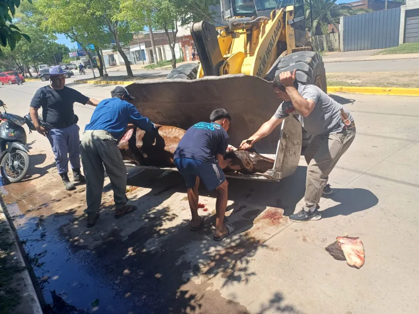 un caballo murio en la calle