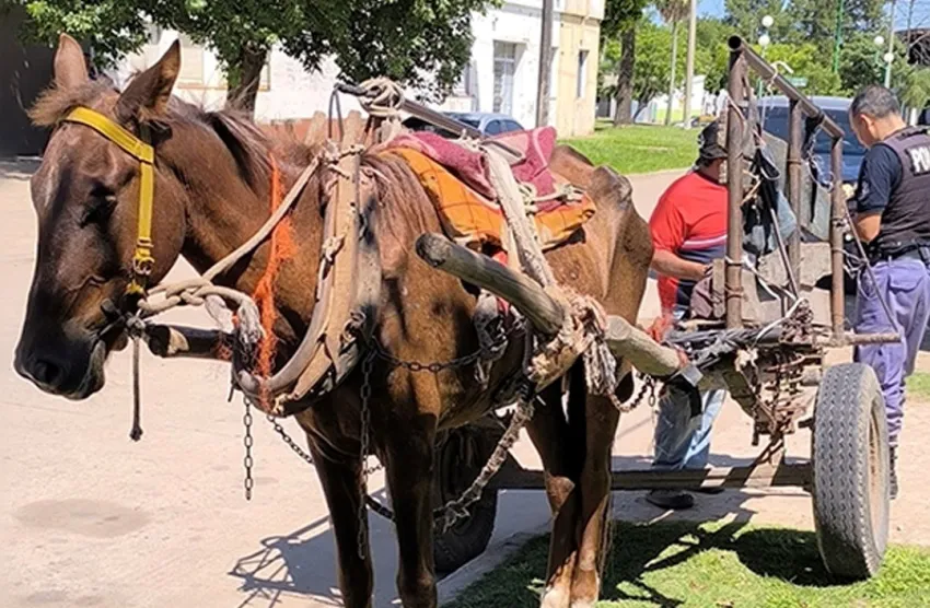 Rescatan a un caballo maltratado que tiraba de un carro