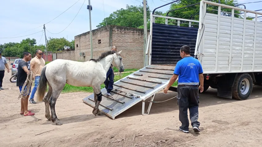 Rescataron a otro caballo