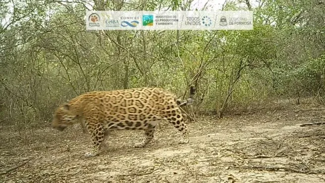 Apareció una nueva especie de yaguareté en Formosa