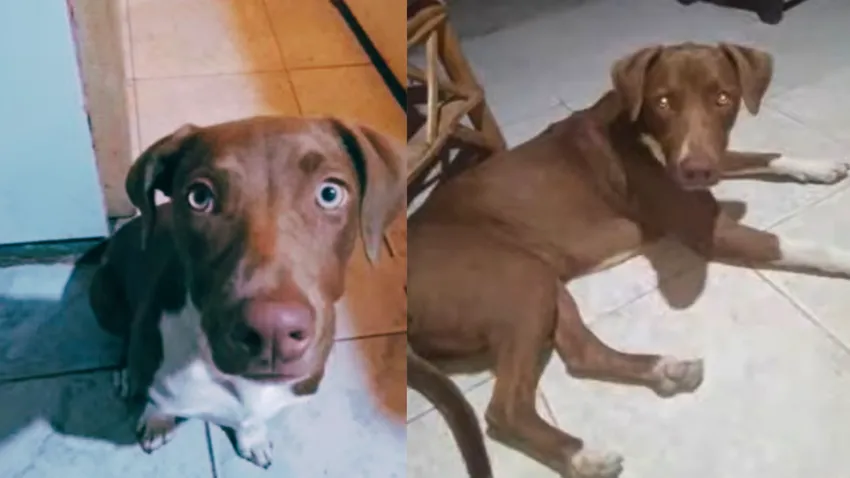 La perrita Mía, de un año, jugaba con las pequeñas de nueve y cuatro años