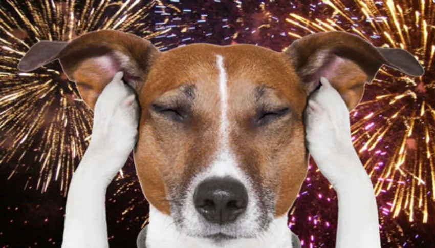 Consejos para proteger a tu perro del miedo a la pirotecnia