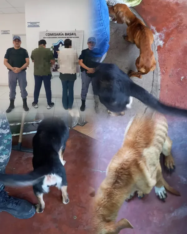 rescatan 4 perros