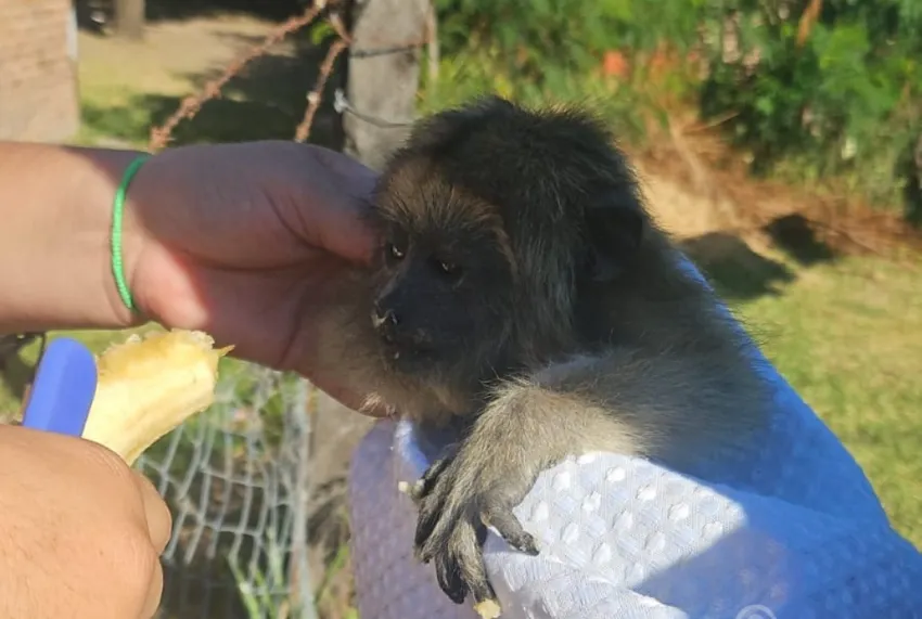 Rescatan a un mono que estaba atrapado en una vivienda