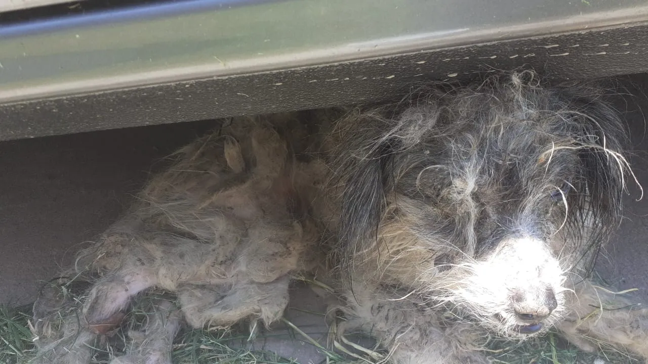 Luna, una perrita abandonada con múltiples lesiones necesita ayuda de la gente