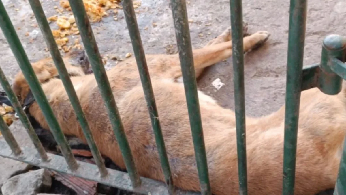 perro atado murió