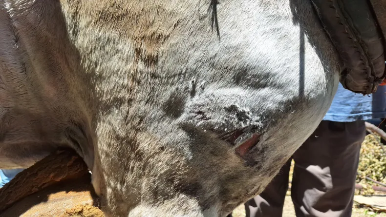 Algunas de las lesiones en el caballo.