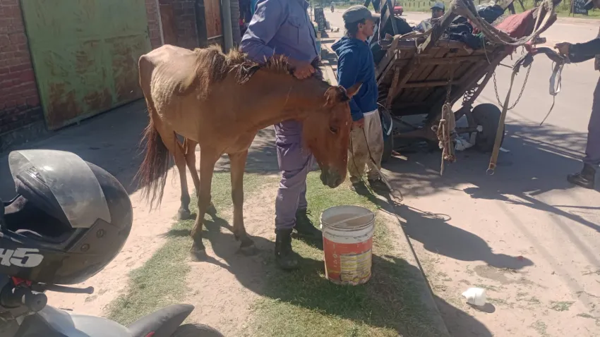rescataron a un caballo sometido a maltrato animal