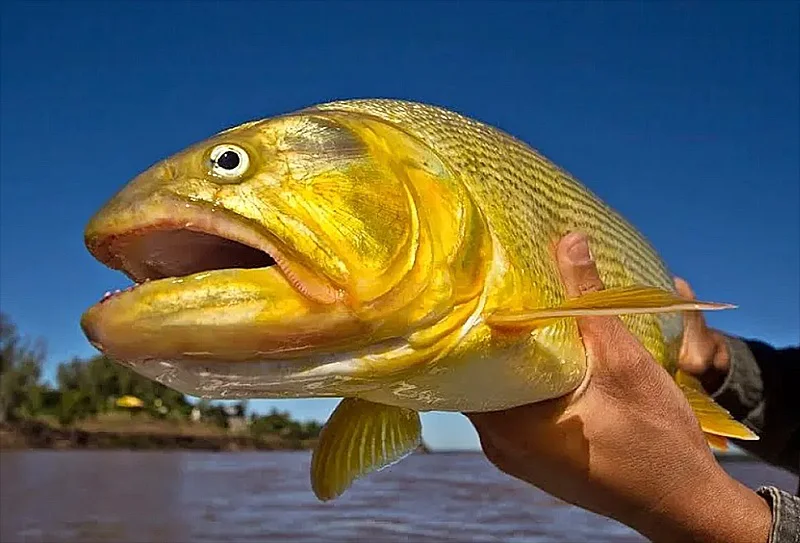 fiesta del dorado