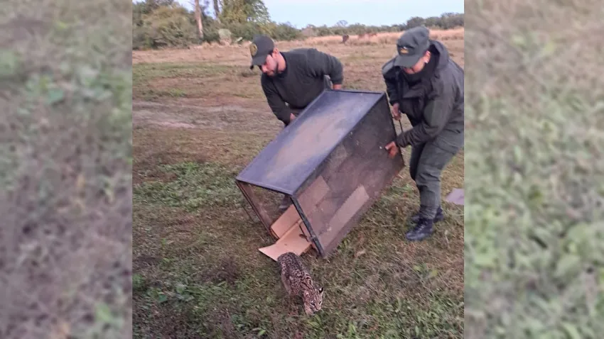 Gato montés atropellado fue asistido por Gendarmería y regresó a la naturaleza