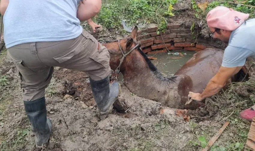 Rescataron a un caballo que cayó a un pozo