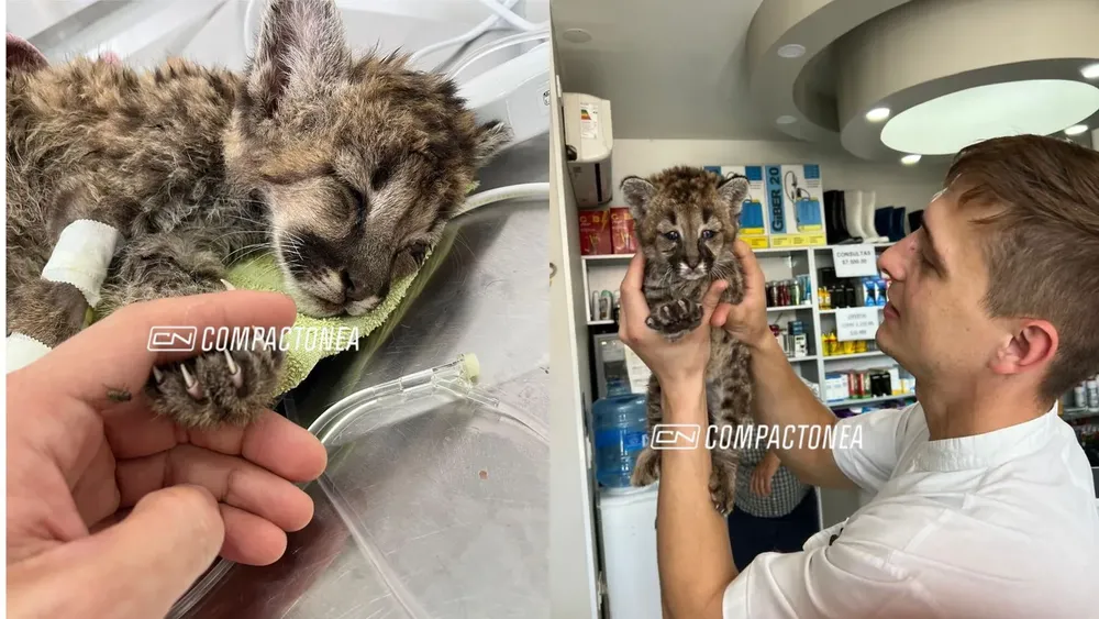 una veterinaria rescato a una cria de puma