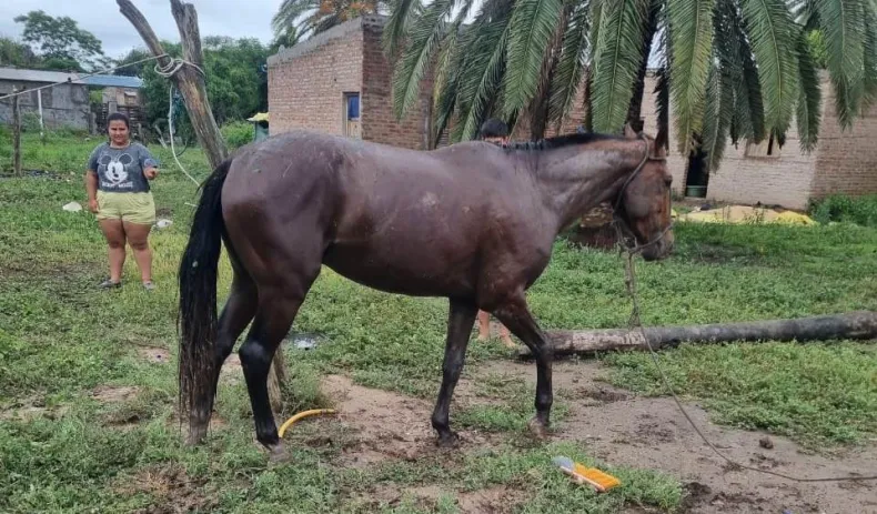 Rescataron a un caballo que cayó a un pozo1