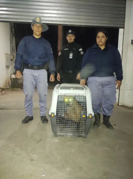 rescatan aguara guazu