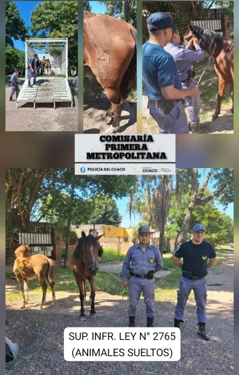 caballos secuestrados
