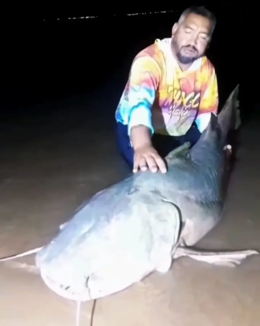 Pescadores capturaron un ejemplar de manguruyú
