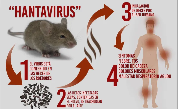 hantavirus