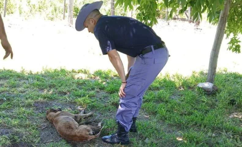 El perro recibió atención veterinaria.