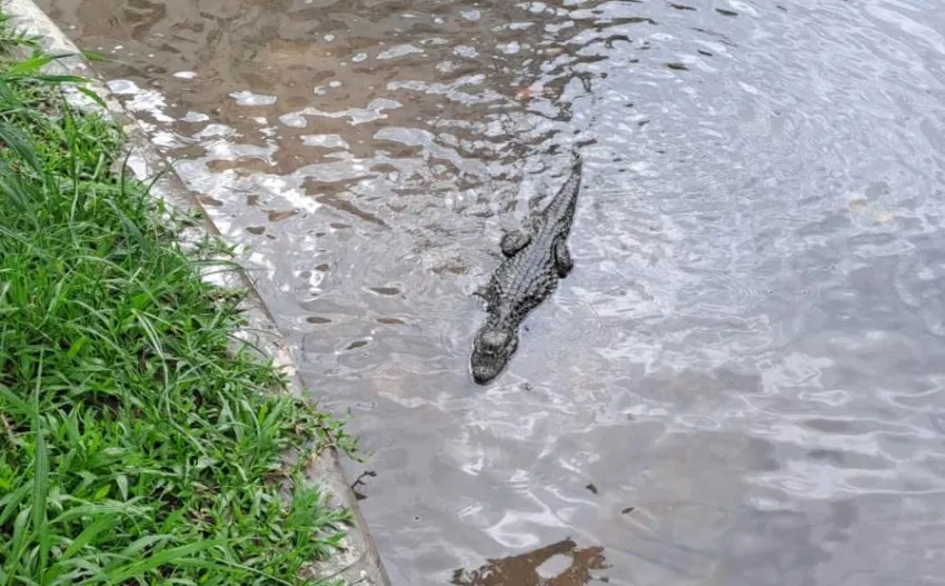 El temporal trajo un yacaré