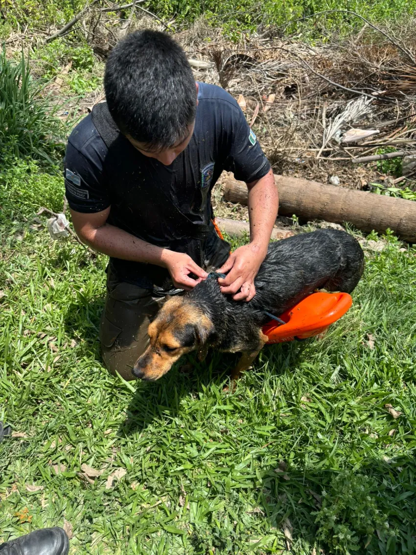Bomberos rescataron a un perro atrapado en una laguna