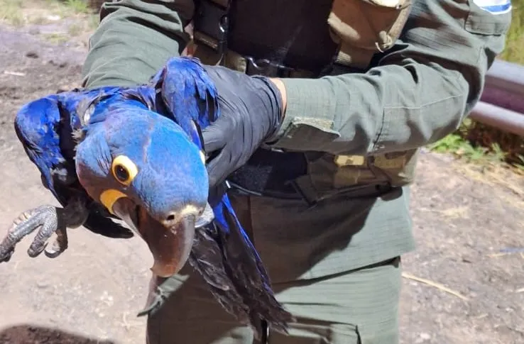 transportaba dos guacamayos azules en una caja de herramientas