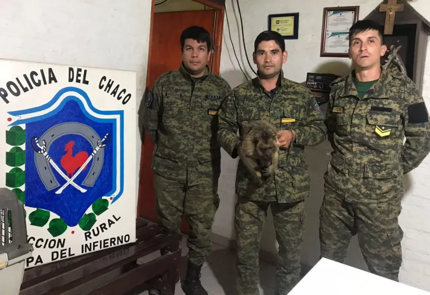 Lograron rescatar a un mono Carayá 