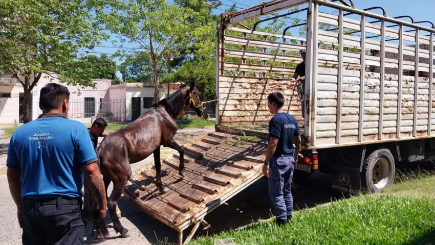 caballo recuperado