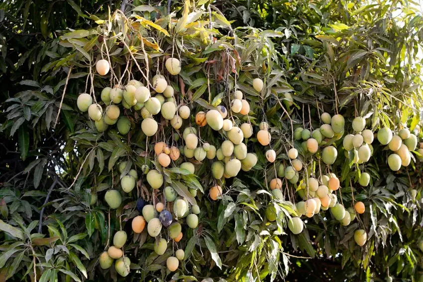 Arbol de mangos