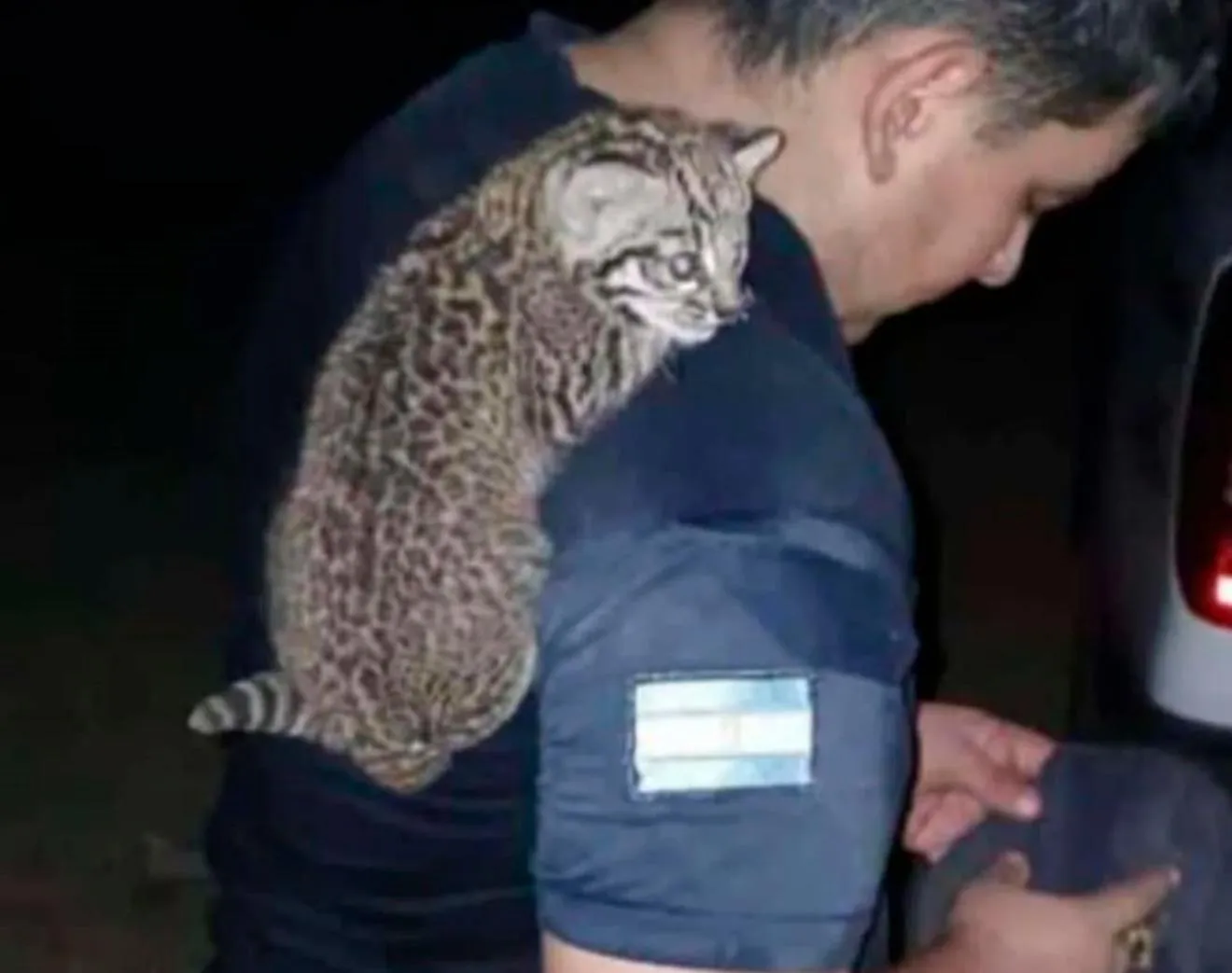 Rescataron un gato montes de las llamas